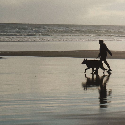 Person walks dog along the beach image