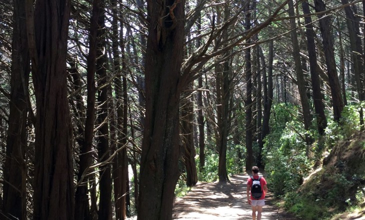 A person walking in the woods