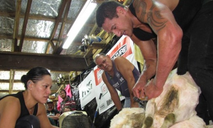 Shearers at work in a shearing shed