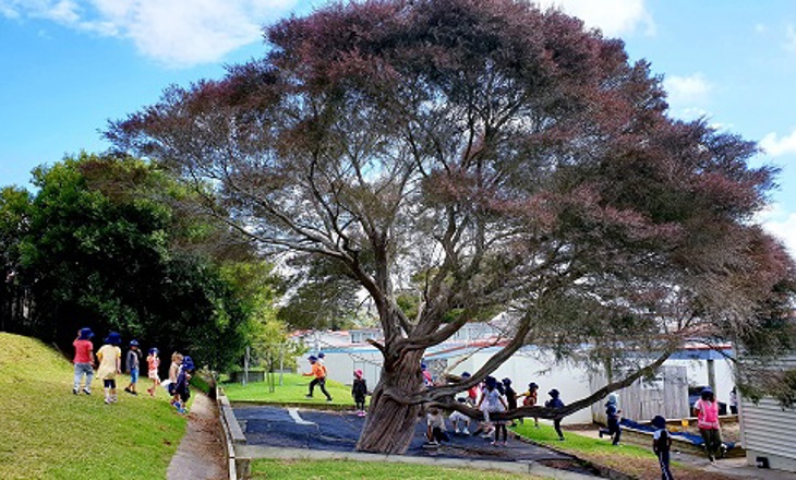 Kids playing under a large tree