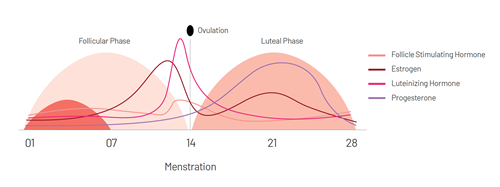 Menstrual cycle graphic