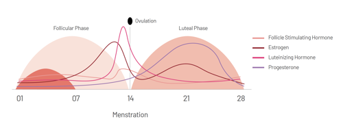 Menstrual cycle graphic